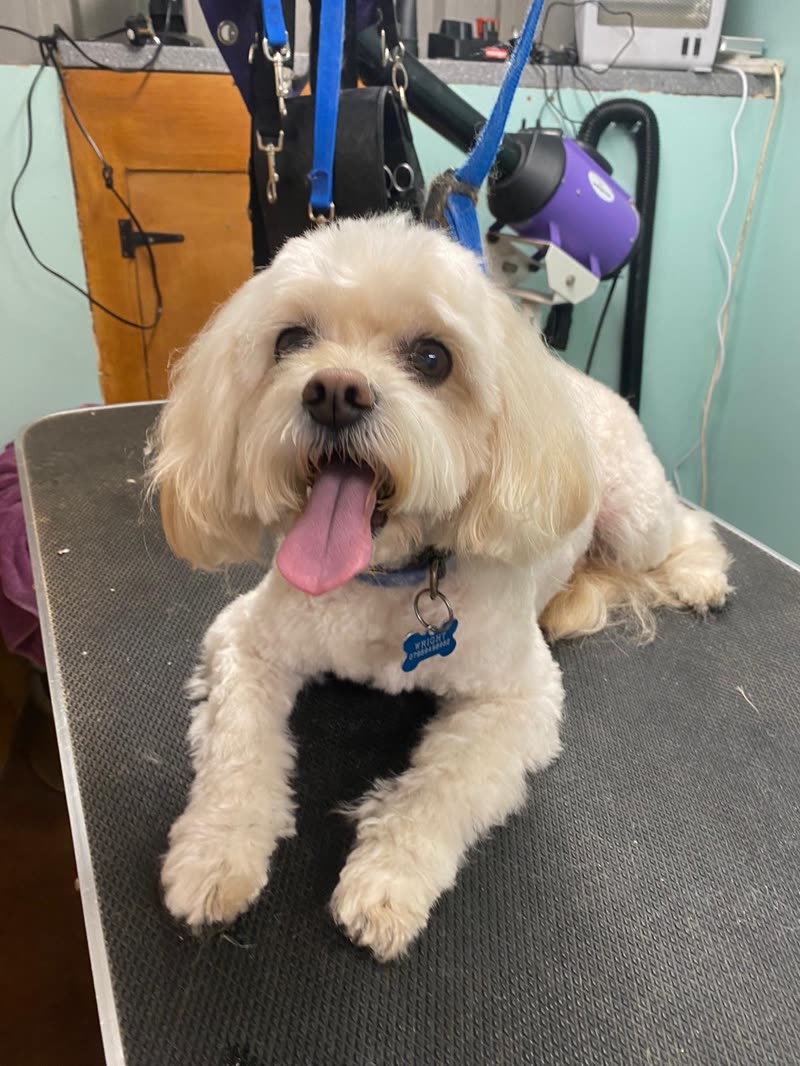 A freshly groomed cream shih-tzu cross on the grooming table, grooming equipment behind