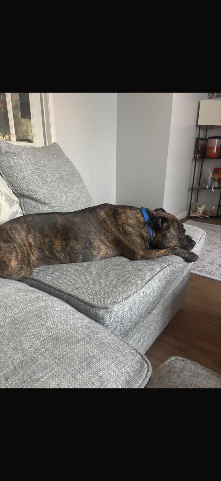 A brindle dog stretched out along the back of a sofa at home