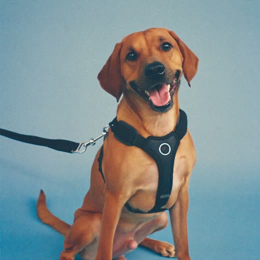 A dog in a harness and lead ready for a walk